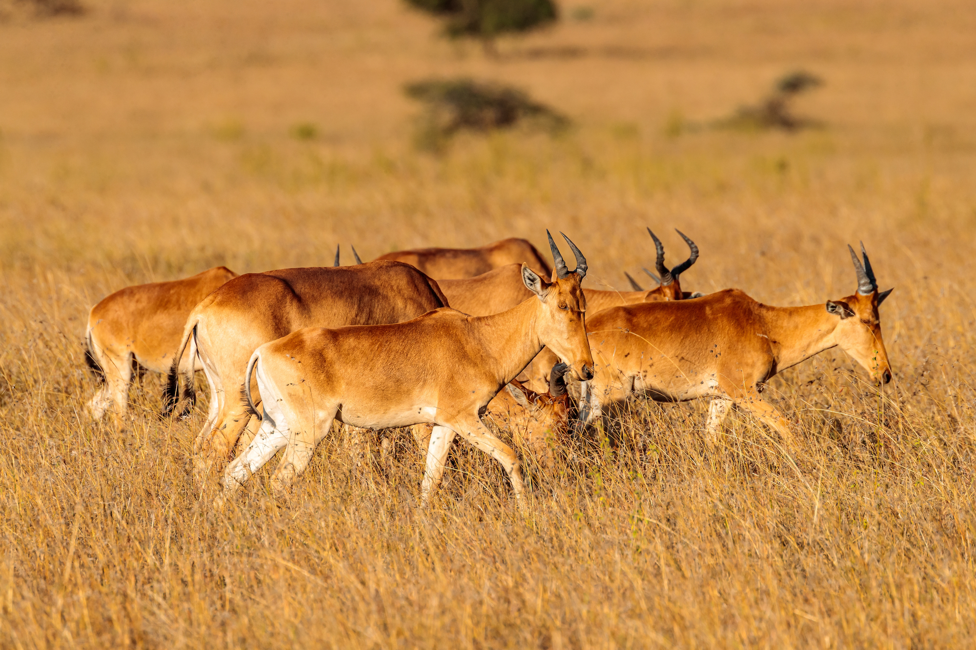 Lichtenstein’s hartebeest