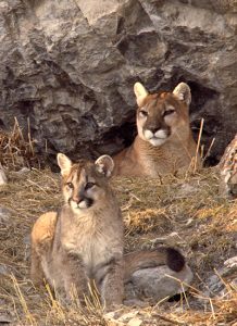 Two mountain lions