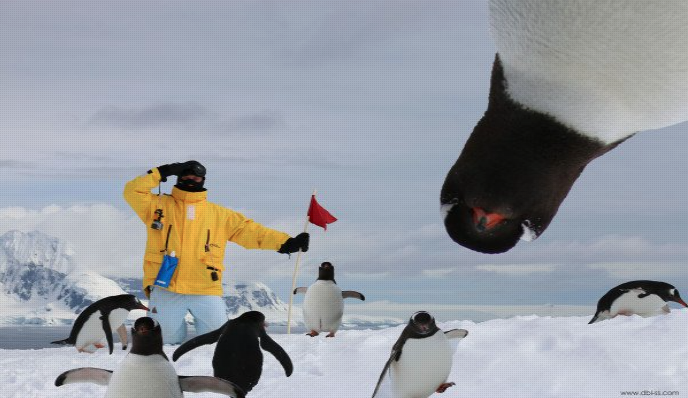 Meet 5 Fascinating Antarctic Penguins