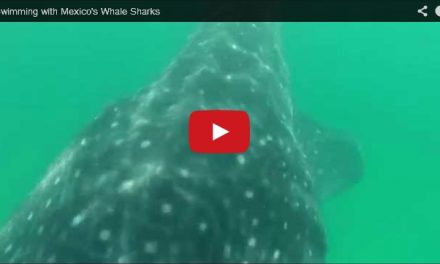 Video of the Week: The Magic of Swimming with Whale Sharks