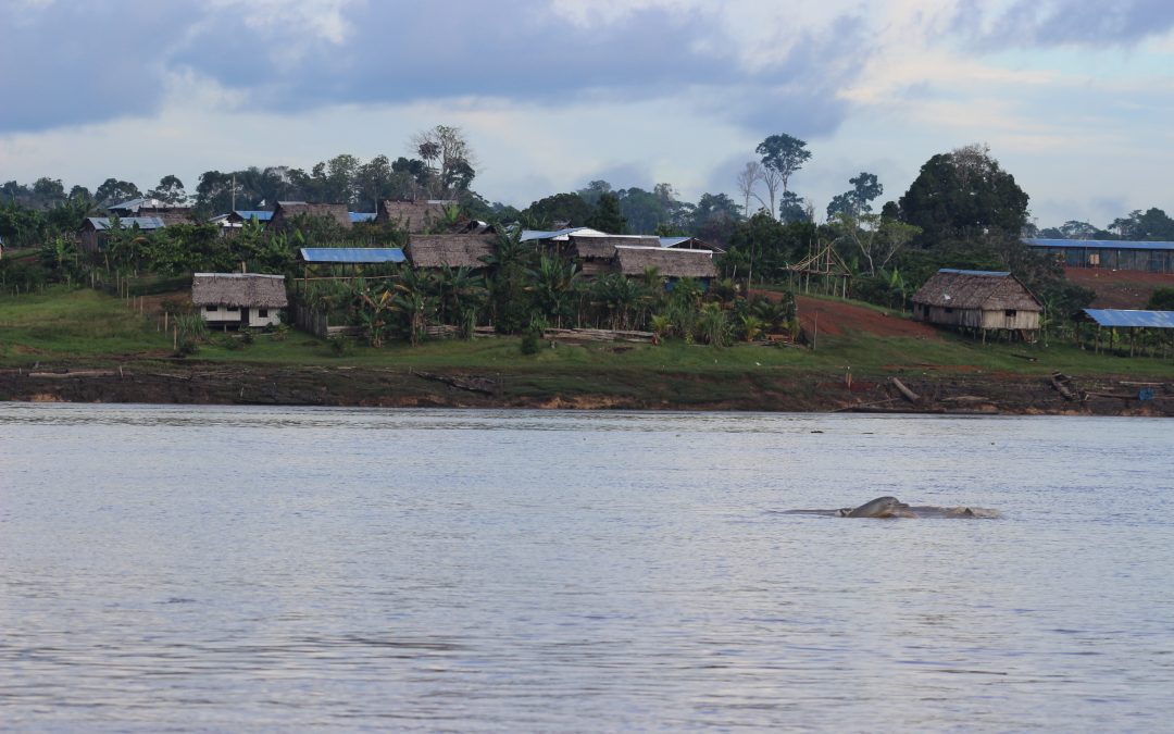 Top Shot: Amazon River Dolphin