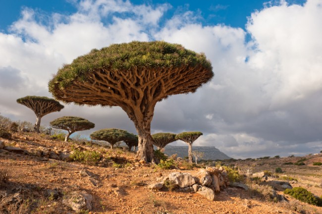 Dragon Tree, Socotra Island Yemen