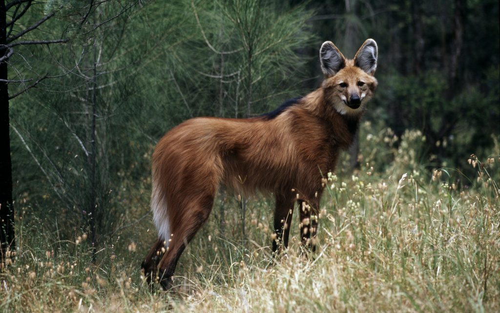 Maned wolf. Photo (c) Martin Harvey/WWF-Canon