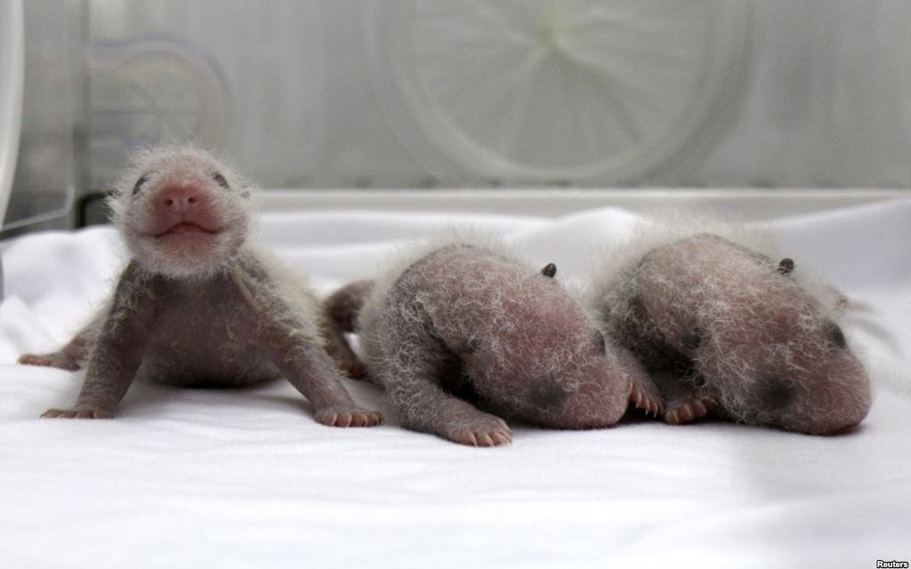 Rare Baby Panda Triplets Born in China!
