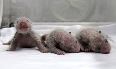 Rare Baby Panda Triplets Born in China!