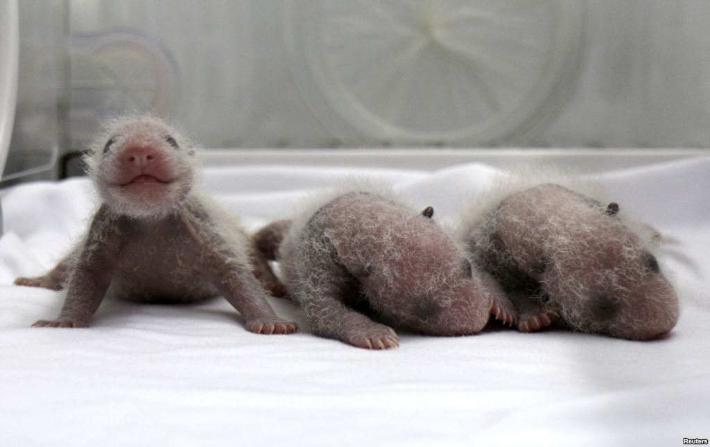 Rare Baby Panda Triplets Born in China!