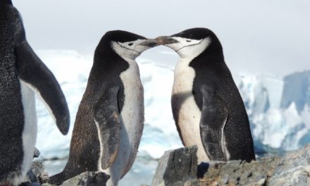 5 Reasons to Visit Antarctica Early in the Summer Expedition Season