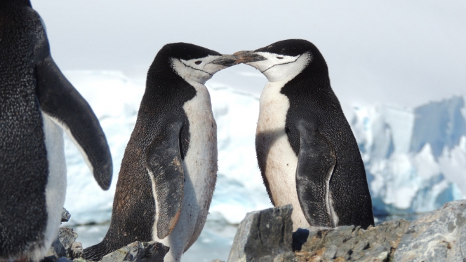 5 Reasons to Visit Antarctica Early in the Summer Expedition Season
