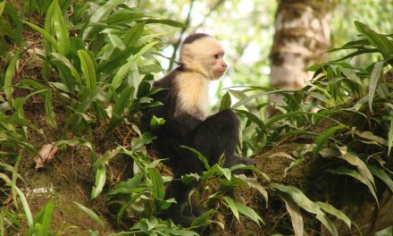 Top 8 Species to See for the Panama Canal’s 100th Anniversary
