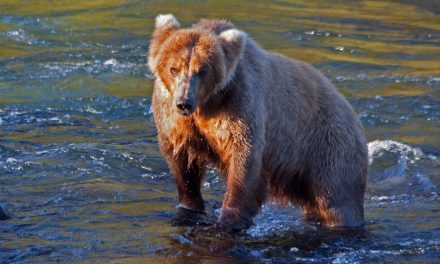 Grizzly Bear Travels: A Photo Essay