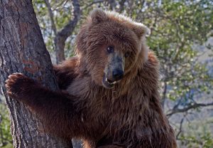 Grizzly cub in a tree