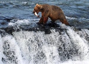 Grizzly bear walking the top of Brooks Falls