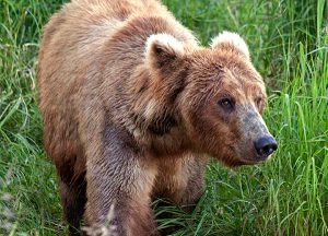 Grizzly bear front in the grass
