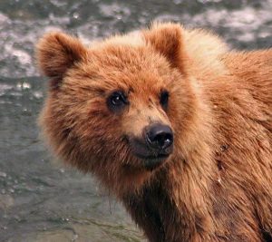 Grizzly bear grin