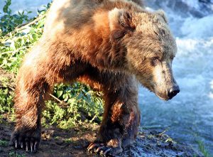 Grizzly bear in sunlight
