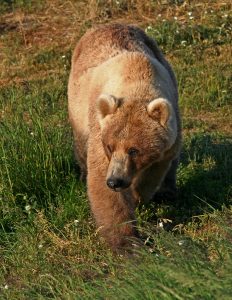 Grizzly bear in grass