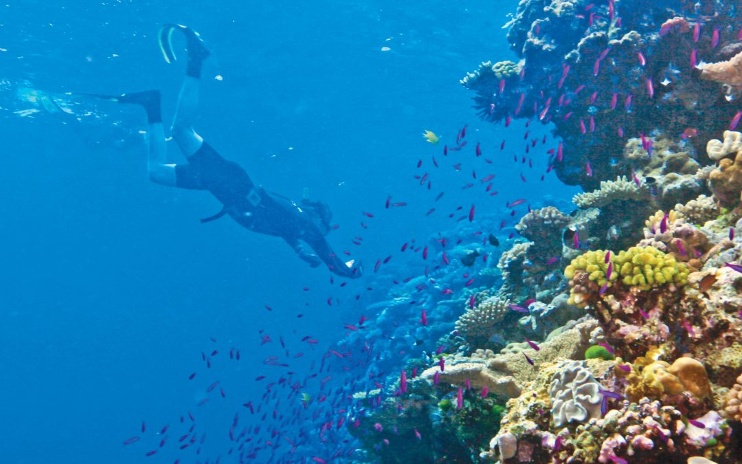 Just Announced: WWF Expert to Join Indonesia Trip