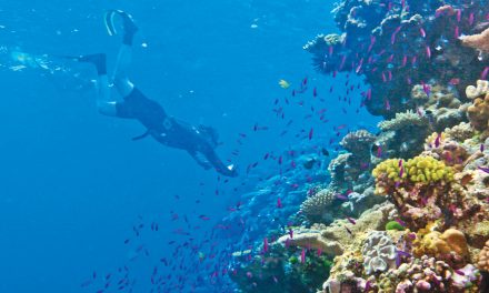 Just Announced: WWF Expert to Join Indonesia Trip