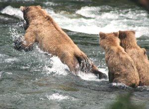 Grizzly bear mom and cubs pouncing