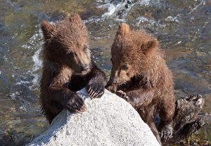 Grizzly bear cubs on rock