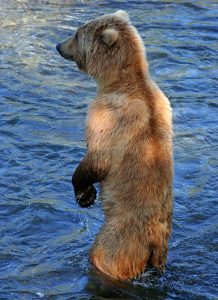 Grizzly bear cub standing up in water