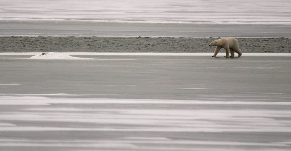 Polar Bears Photographed From Space!