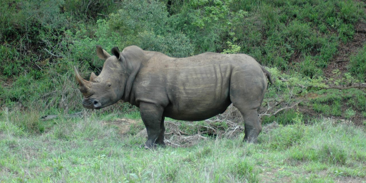 Rhinos Without Borders Attempts Massive Rhino Relocation