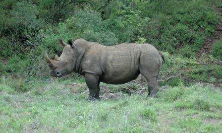 Rhinos Without Borders Attempts Massive Rhino Relocation
