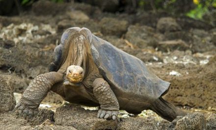 Should Lonesome George Go Home?