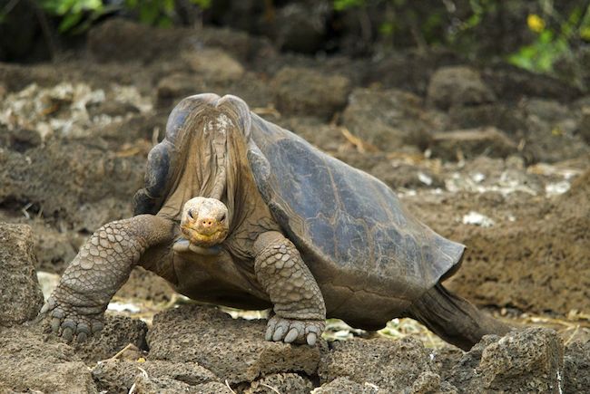 Should Lonesome George Go Home?