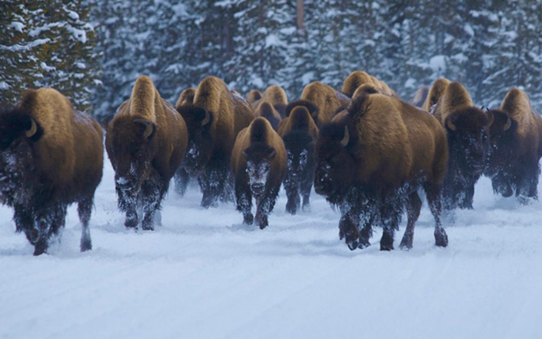 Bison and Wolves: Is Culling Once-Threatened Species Justified?