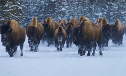 Bison and Wolves: Is Culling Once-Threatened Species Justified?