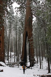 Yosemite National Park trees