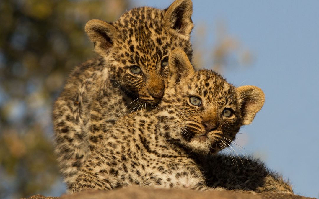 A Guide's Journey Through South Africa