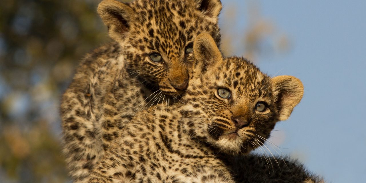 A Guide's Journey Through South Africa