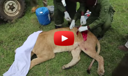 Video: Saving an African Lion