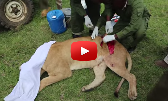 Video: Saving an African Lion