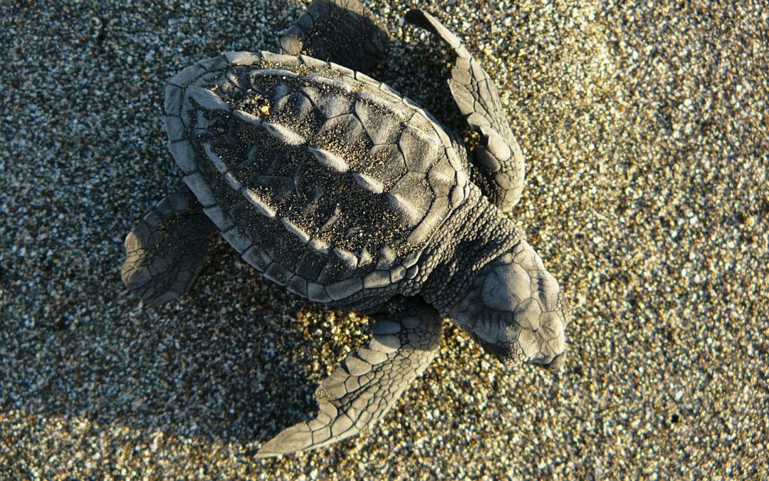 5 National Parks in Costa Rica You Shouldn't Miss