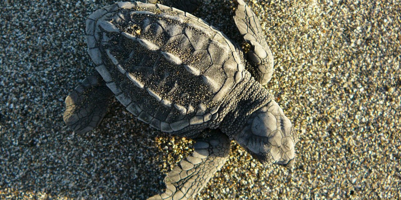 5 National Parks in Costa Rica You Shouldn't Miss