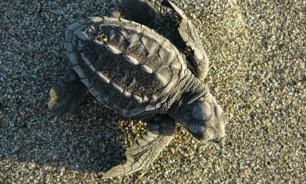 5 National Parks in Costa Rica You Shouldn't Miss