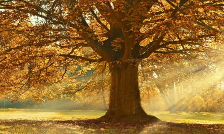 Video: Spend a Year in the Forest in Three Minutes