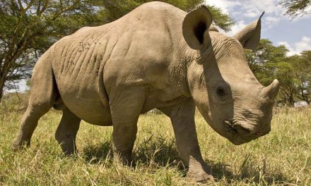 One of Seven Remaining Northern White Rhinos Dies in Kenya