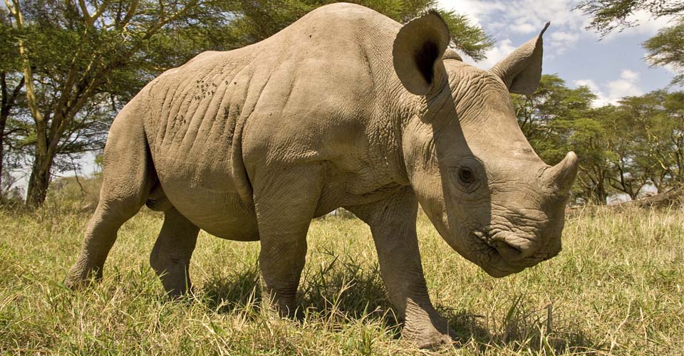 One of Seven Remaining Northern White Rhinos Dies in Kenya
