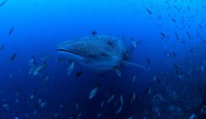 Whale Shark in the Galapagos Marine Reserve