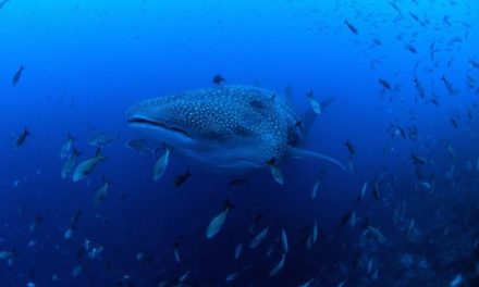 Study: 90% of Whale Sharks in the Galapagos Are Pregnant Females (Video)