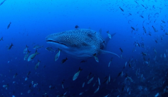 Whale Shark in the Galapagos Marine Reserve