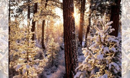 New Snowmobile Lottery System: Will It Alter Yellowstone’s Winter Solitude?