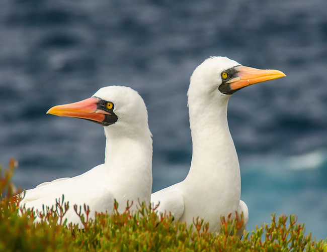 Nazca boobies on Espanola Island, Galapagos.
