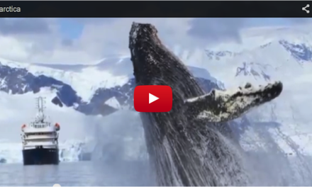 Video of the Week: Tremendous Number of Whales in Antarctica!
