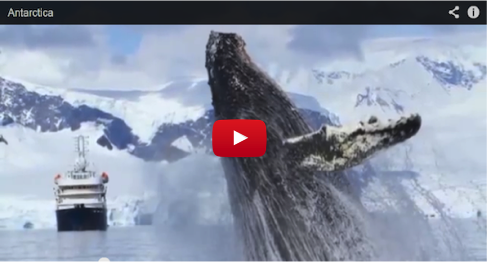 Video of the Week: Tremendous Number of Whales in Antarctica!